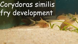 Corydoras similis fry development [upl. by Dyna]