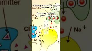 Quiz Time  Adrenergic Transmission pharmaquiz [upl. by Naples638]