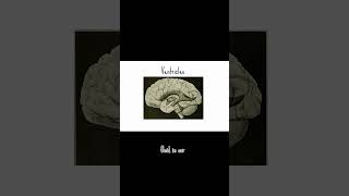 Whats in our brains besides the brain matter 👽 brains brainanatomy animation [upl. by Fesuoy]