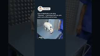 Cat Restraining Technique  Cat treatment  Cat Video cat catvideos funnycat catshorts catlover [upl. by Fauch]