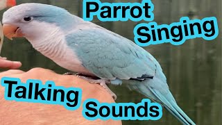 Quaker Parrot Singing  Talking  Quaking  Sounds  Noises  Parakeet Sounds  Quaker Parrot [upl. by Llednahc]