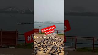 Powai lake mumbai travel shorts viral birdslover [upl. by Lurline516]