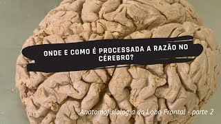 Anatomofisiologia do lobo frontal  parte 2  onde e como é processada a razão no cérebro [upl. by Aima]