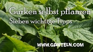 Gurken pflanzen  7 Tipps von der Aussaat bis zur Fruchtfolge 🥒 [upl. by Dahsar]