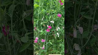 LATHYRUS ODORATUS quotRED ROVERquot marimarvlog3757 shourts [upl. by Sucy]