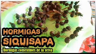 SIQUISAPA ó HUASHO Las Hormigas Comestibles de la Selva del Perú [upl. by Broddie]