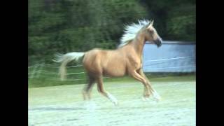 Opera A  Palomino mare by Kazbek AkhalTeke x Orane ShagyaArabian [upl. by Arracat788]