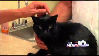 Pet Connection Extra  Cardiac Disease in Cats [upl. by Cary]