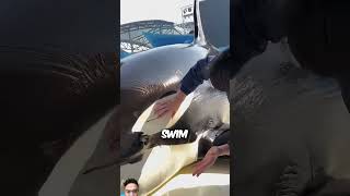 This is how an orca gets cleanedshorts viralvideo oceancreatures [upl. by Atsirhcal]