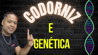 Codorniz X Genética [upl. by Kliber]