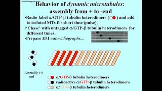 323 Demonstration of the Polarity and Dynamics of Microtubules [upl. by Borszcz33]