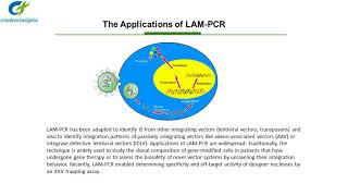 LAM PCR [upl. by Aneled]