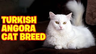 Turkish Angora Cat Breed 101 [upl. by Ilrebmyk]