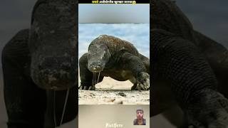 Janewar 👹jo insahno👩‍⚕ ko kha sakthha😵😲crocodile viralvideo trending animals facts [upl. by Amar]