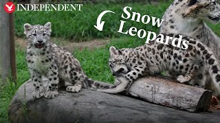 New snow leopard cubs play with mother at Metro Richmond Zoo in Virginia [upl. by Colley]