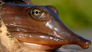 GRAPHIC Soft Shell Turtle Catch Clean Cook Tasty Tuesday [upl. by Novak]