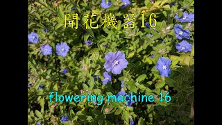 天天開花16藍星花  全年開花  容易種植 Flower every day 16 Blue Daze Flower all year round  Easy to plant [upl. by Ainevul]