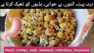 Chamomile  Heals cramps pain stomach intestines insomnia HindiUrdu [upl. by Lynnea]