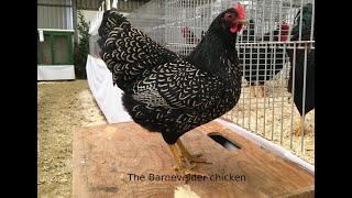 Barnevelder chickens [upl. by Adrianna480]