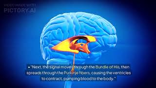 Understanding the Hearts Electrical Conduction System [upl. by Sarajane]