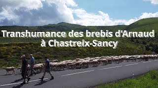 Transhumance des brebis à ChastreixSancy Puy de Dôme Auvergne [upl. by Monney584]