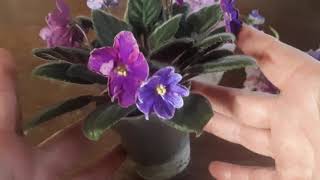 What is an african violet chimera and how do they work [upl. by Longfellow]