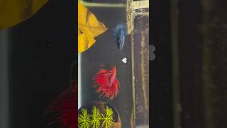 Betta fish breeding 🥰 Part 1 shorts bettafish breeding [upl. by Lupiv159]