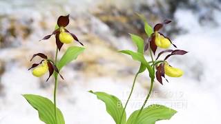 Cypripedium calceolus in situ [upl. by Flessel]