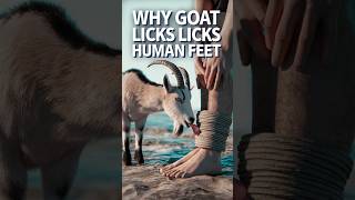 बकरी इंसानों के पैर क्यों चाटती है Why Goat Licks Human Feet shorts viralvideos [upl. by Oned]