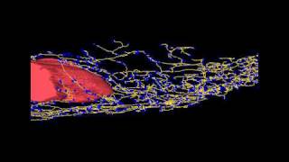 Mammary gland ductal tree reconstruction using ImageJ 3D viewer in Fiji [upl. by Sela44]