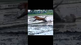 😱😱 20ft tiger enter in village 😱😱 tiger village animalsvideo wildlifebeauty wildlife [upl. by Poul]