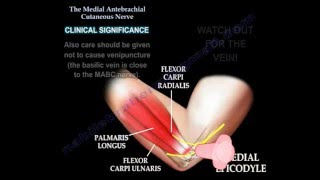 Medial antebrachial cutaneous nerve Dr Ebraheim [upl. by Charbonnier884]