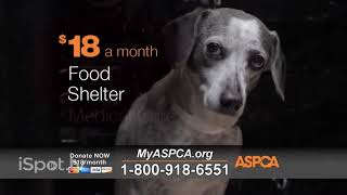 aspca commercial 2015 [upl. by Stig]