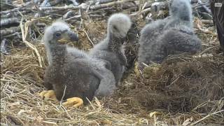 19 04 17 Decorah Eagles  Close up [upl. by Melesa]