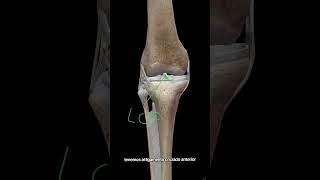 ligamentos de la rodilla anatomy fisioterapia [upl. by Wilona]