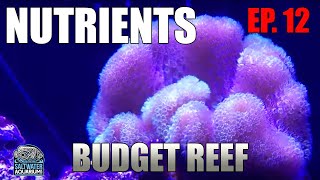 Managing NUTRIENTS in Your Reef Tank  Budget Reef Tank [upl. by Nnaitsirhc429]