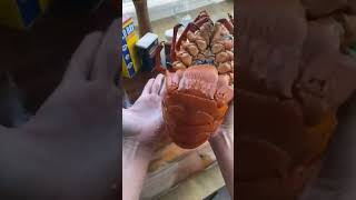 seafood spinylobster lobster crab seafoodboil food delicious yummy asmr facts [upl. by Nnaeirb]