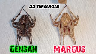 Tigreng Itim X Tigreng Dilaw Rivalry ng Materiales Gensan X Margus Lines Super timbangan [upl. by Whelan192]