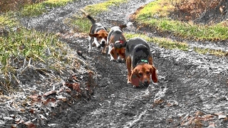 Skyviews Beagles Rabbit Hunting [upl. by Ardekahs]