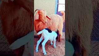 mom and baby goat 🐐 shorts viral trending goat cuteanimal animals [upl. by Bently]