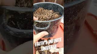 Dirty Jobs With Faith Infinite Compost Edition compost gardening composting dirt soil dirty [upl. by Irok]