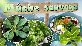 🌿La doucette mâche salade sauvage comestible [upl. by Niltiac752]