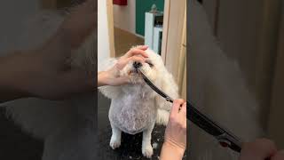 Bichon pet trim [upl. by Pelpel950]