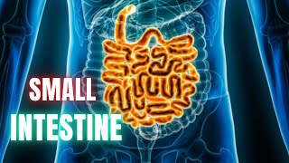 Small Intestine Structure  Gastrointestinal System Physiology  Dr Academy [upl. by Rutherfurd]