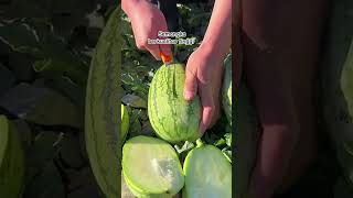 Semangka berkualitas tinggi shortsvideo buah fruit tanamanbuah gardening viralshort [upl. by Pablo]