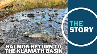 Just weeks after Klamath River dam removals salmon spotted in longobstructed streams [upl. by Anertac170]