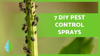 Safe amp Effective DIY Natural Pest Control for Plants 🕷️❌ Aphids Caterpillars amp More [upl. by Ok]