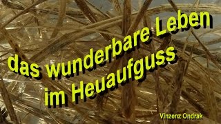 das wunderbare Leben im Heuaufguss [upl. by Kinson]