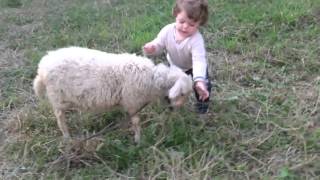 Cute sheep with a child playing [upl. by Birch384]