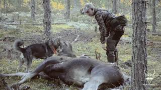 JÄGARLAND  skjuter älg på gångstånd [upl. by Iggep]